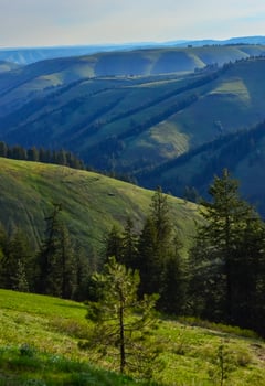 The landscape, blooming green hills overgrown with single trees and wild plants. Oregon, US photo
