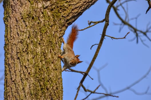Red american squirrel on a tree, USA Ohio photo