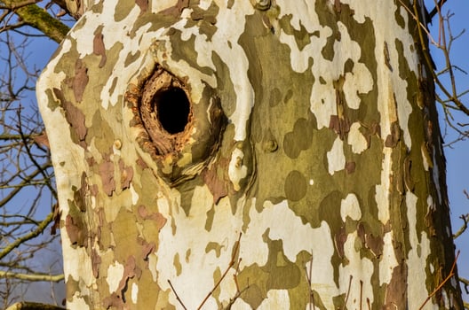 Sycamore tree, Plane tree background. The trunk of a thick tree, from which the old bark falls off. Ohio USA photo