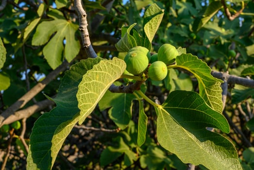 green figs on tree, figs on tree photo