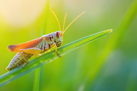 A grasshopper resting on a blade of grass. photo