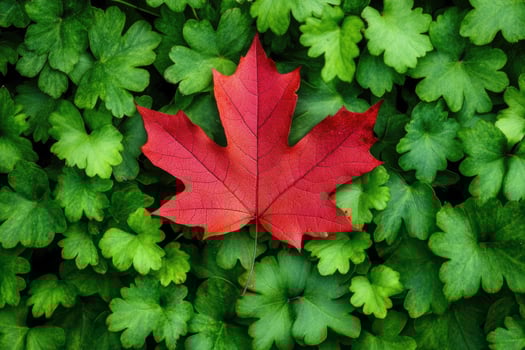 Red maple leaf lying on green foliage. photo