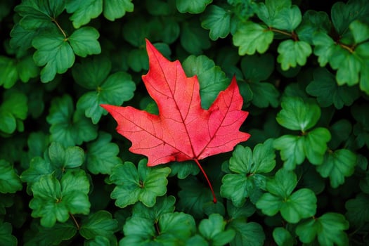 Red maple leaf lying on green foliage. photo