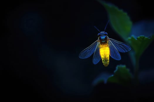 A firefly glowing in the night. photo