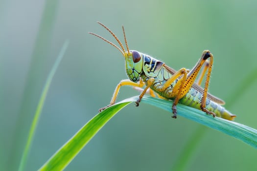 A grasshopper resting on a blade of grass. photo