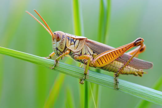 A grasshopper resting on a blade of grass. photo