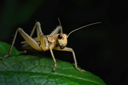 A cricket chirping on a leaf at night. photo