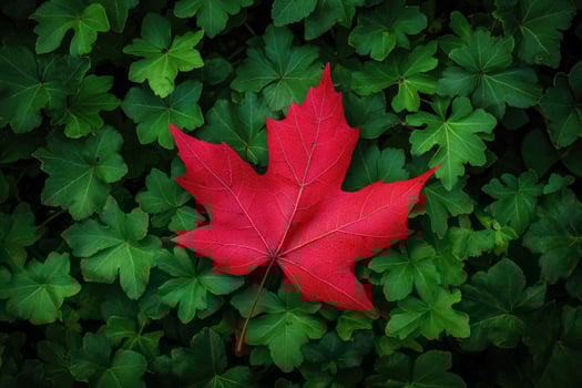 Red maple leaf lying on green foliage. photo