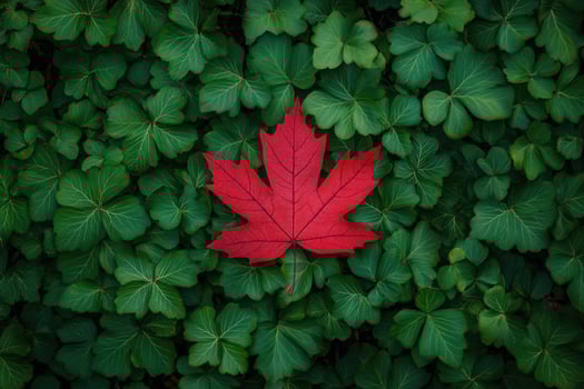 Red maple leaf lying on green foliage. photo