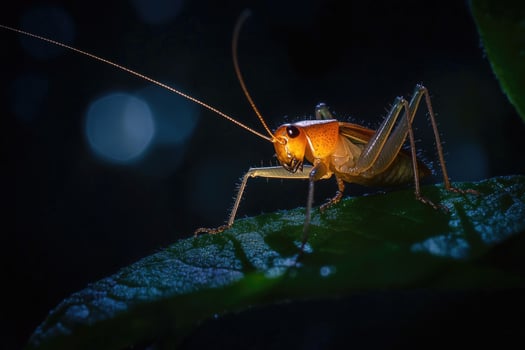 A cricket chirping on a leaf at night. photo