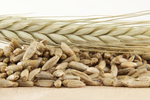 Closeup of rye grains and stalk for natural food and agriculture background photo