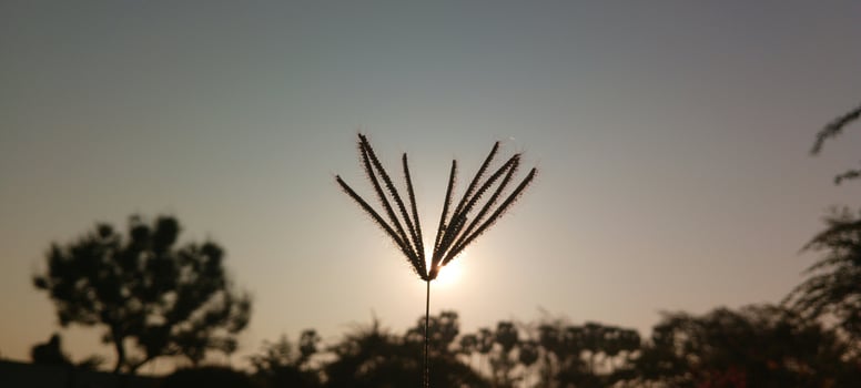 Sunrise scene in the morning, behind the branches of grass. photo