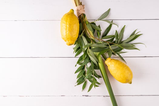 Green willow branches, palm branches, citrus fruits on a white wooden background. The concept of the Sukkot holiday. A copy space. top view. photo