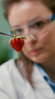 Close up of scientist woman looking at organic strawberry using medical tweezers for fruits biology experiment. Biochemist examining organic food typing medical expertise information on computer photo