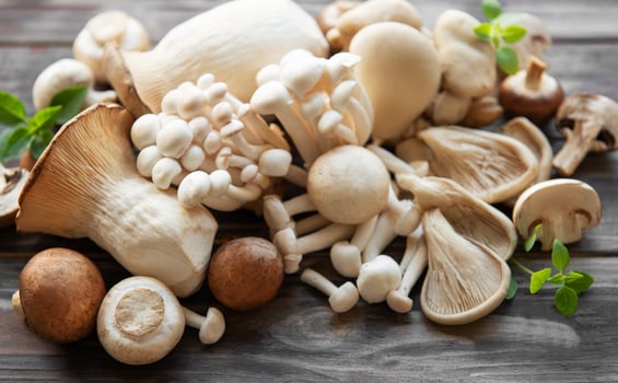 Assortment of various mushrooms photo