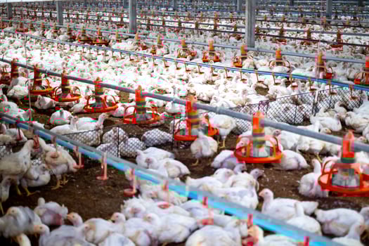 White chicken in smart poultry farming business, chicken and chicken production at the poultry farm, chicken is economic animals in closed system farm, Livestock photo