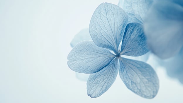 Blue Hydrangea Macro - Captivating and Delicate Floral Photography photo