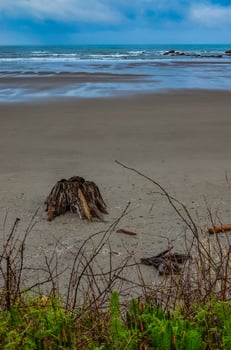 Trunks of fallen trees at low tide on the Pacific Ocean in Olympic, National Park, Washington photo