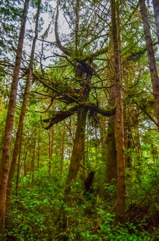 Unusual coniferous tree in the forest on the shores of the Pacific Ocean in Olympic National Park, Washington photo