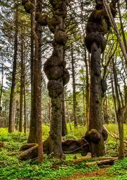 Old trees with outgrowths on trunks in the forest on the shores of the Pacific Ocean in Olympic National Park, Washington photo