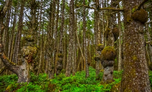 Old trees with outgrowths on trunks in the forest on the shores of the Pacific Ocean in Olympic National Park, Washington photo