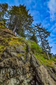 Tall conifers over the Pacific coast in Olympic National Park, Washington photo