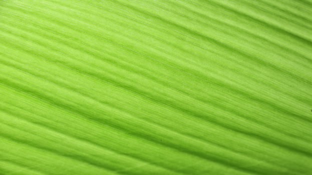 A close-up photograph of a green leaf with its veins clearly visible. photo