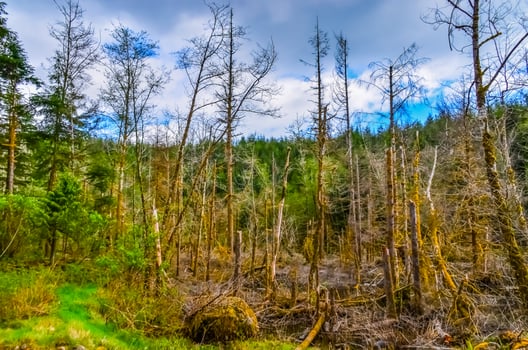 Old and dead trees in the forest by the Pacific Ocean in Olympic National Park, Washington, USA photo