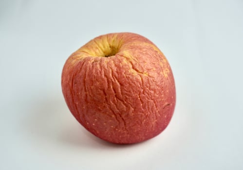 One dry and wrinkled rotten fuji apple fruit. Object photography isolated on horizontal white background. photo