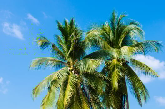 twin coconut tree photo