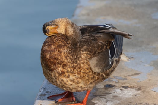 A duck with a brown head and orange feet photo