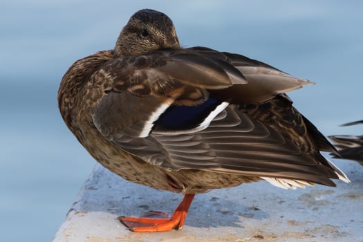 A duck standing on a ledge photo