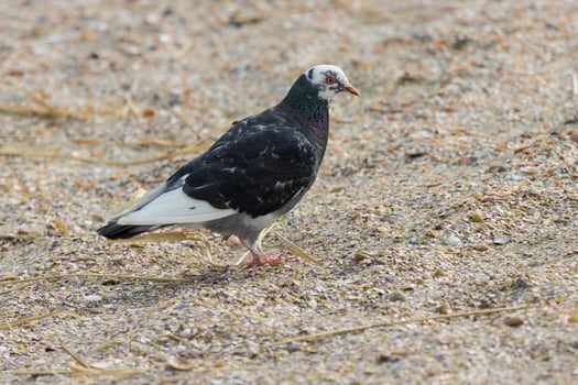 A bird standing on a sandy ground photo