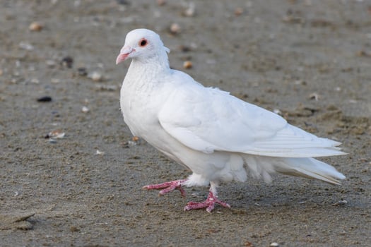 A white dove standing on a sandy beach photo