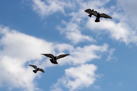 A flock of birds flying in the sky photo
