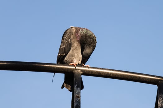 A pigeon is sitting on a metal railing photo