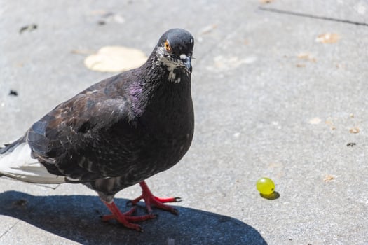 A pigeon standing on a sidewalk with a green apple photo
