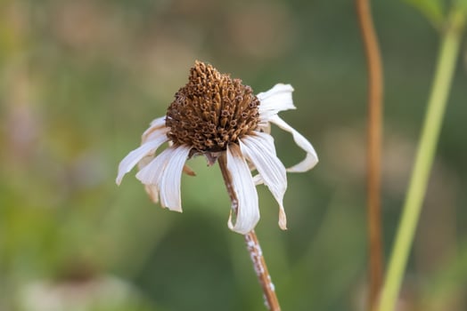 Withered Elegance The Beauty of Decay photo