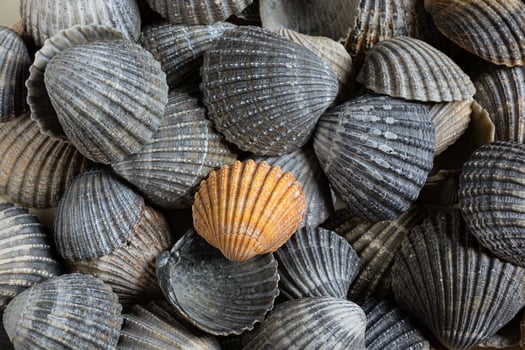 Seashells of different colors photo