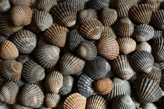Brown and gray seashells photo