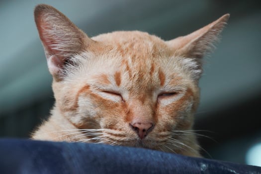 close up portrait of orange ginger homeless street Stray cat watching in shadow photo