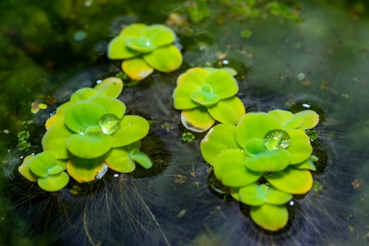 Tropical Pistia in a lake completely overgrown with duckweed and Wolffia in Odessa photo