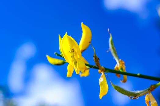 Spartium junceum - Yellow flower on a background of blue sky photo