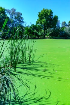 Reeds cast a shadow on a continuous layer of floating algae Lemna and Wolffia on the surface photo
