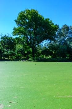 Aquatic plants floating on the surface of the water duckweed Lemna and Wolffia in a stagnant pond photo