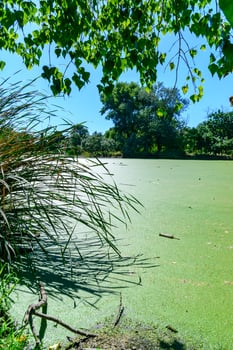 Aquatic plants floating on the surface of the water duckweed Lemna and Wolffia photo