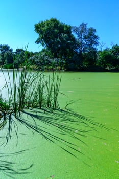 Reeds cast a shadow on a continuous layer of floating algae Lemna and Wolffia on the surface of a eutrophic lake photo