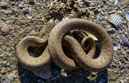 The dice snake Natrix tessellata, young water snake twisted into a ball to protect itself from the enemy photo