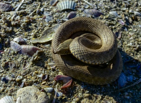 The dice snake Natrix tessellata, young water snake twisted into a ball to protect itself from the enemy photo