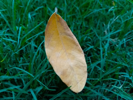 Green Grass with Dried Leave over it photo